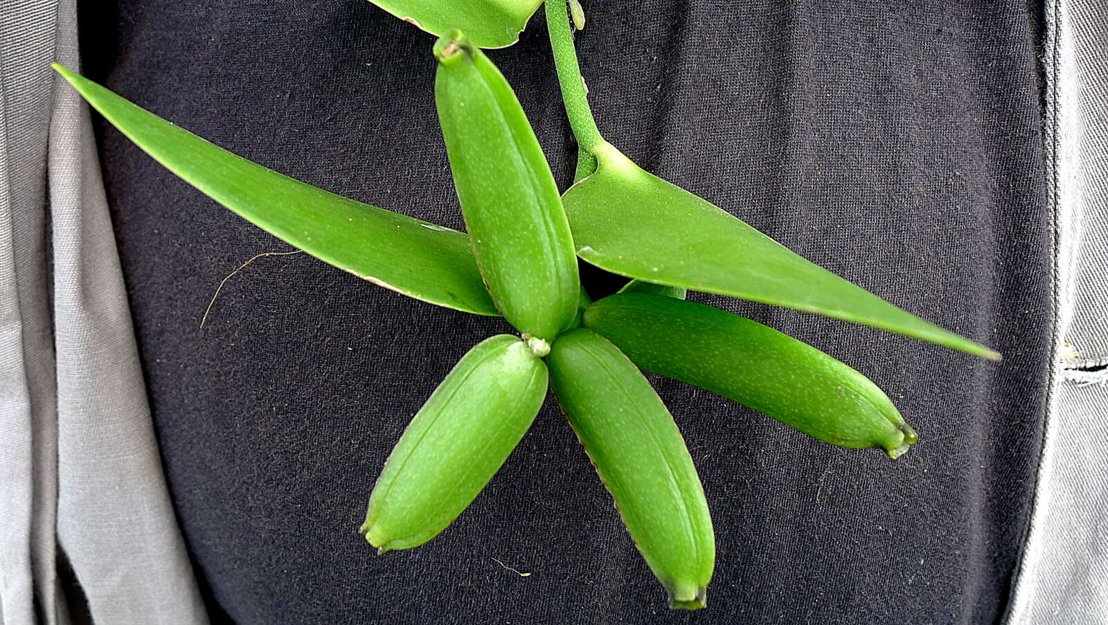 Image of Vanilla palmarum (Salzm. ex Lindl.) Lindl.