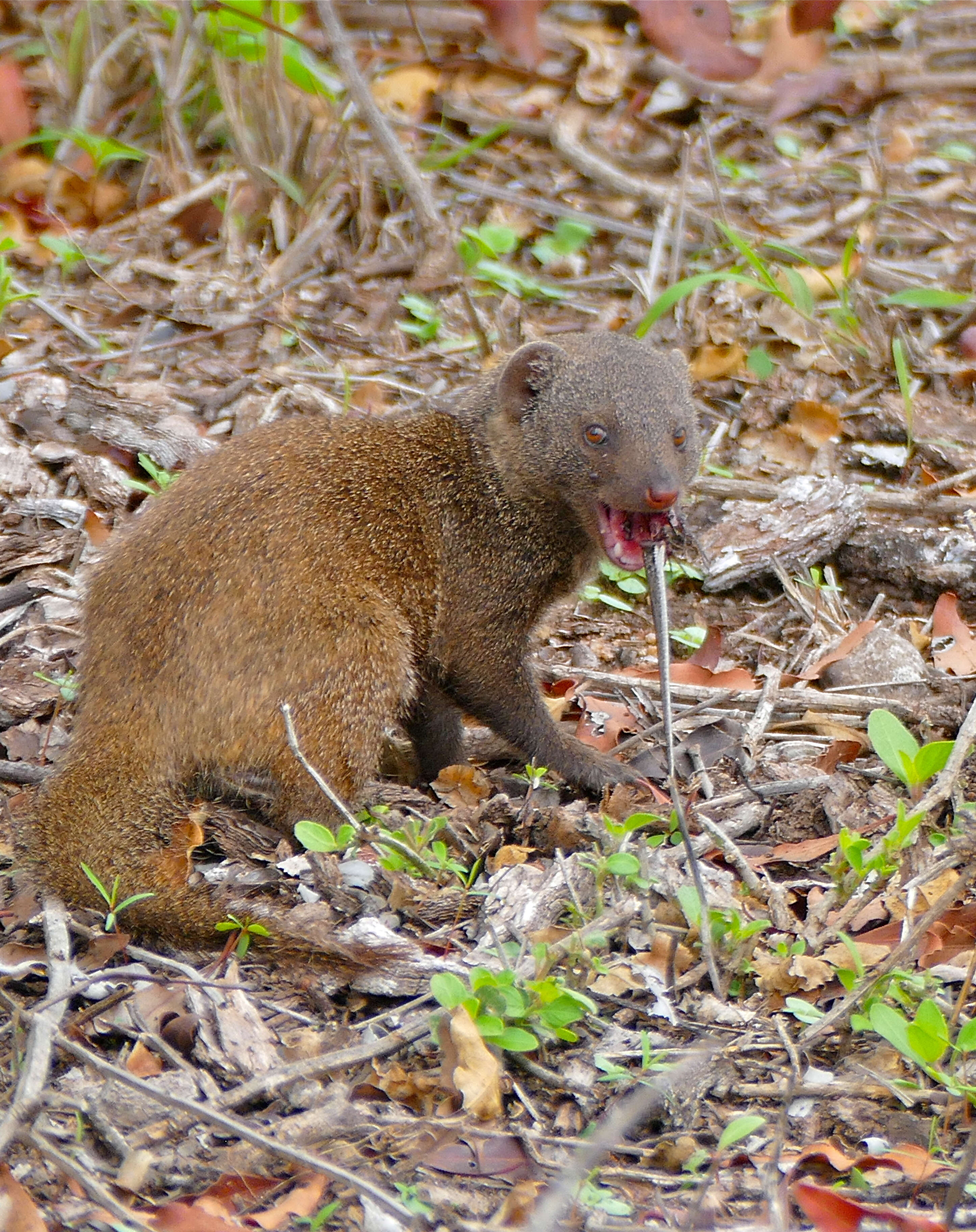 Image of Dwarf mongooses