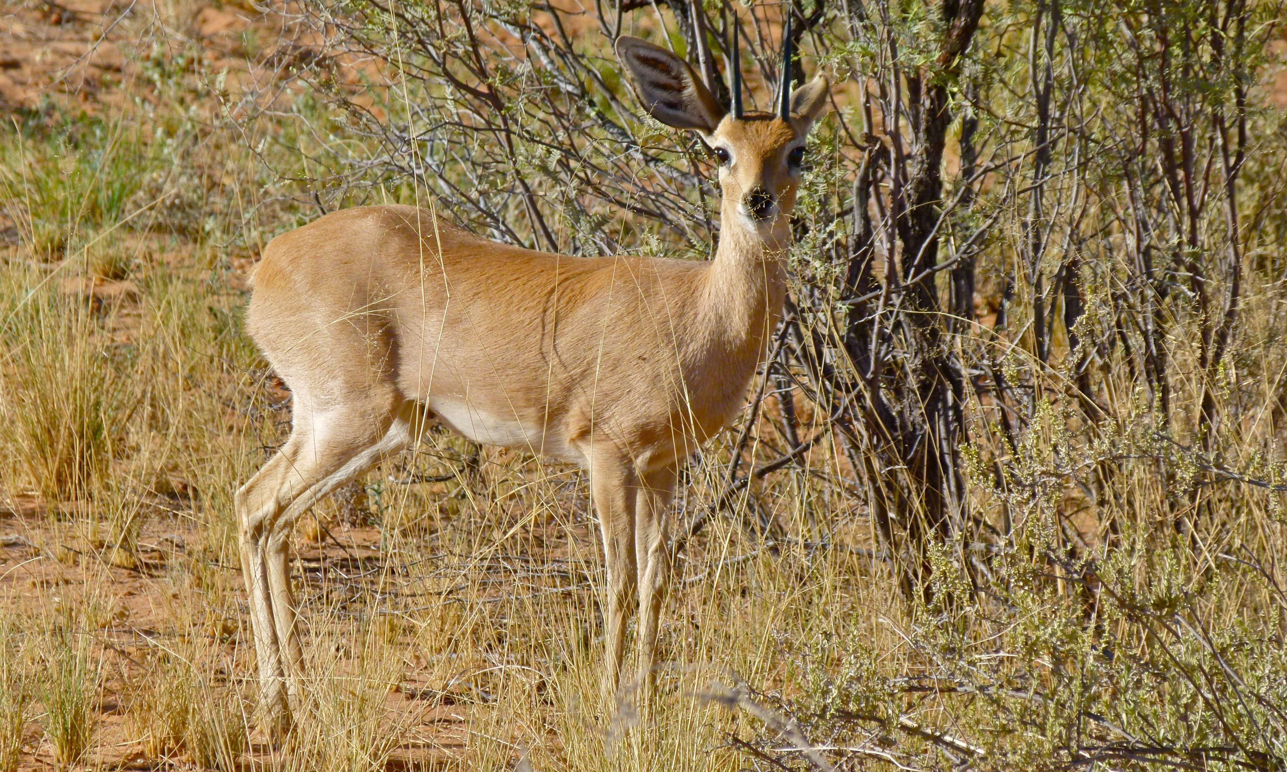 Image of Steenbok