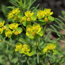 Image of Euphorbia seguieriana Neck.