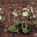 Слика од Mandevilla longiflora (Desf.) Pichon