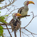 Image of Southern Yellow-billed Hornbill