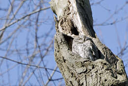 Image of Screech owl