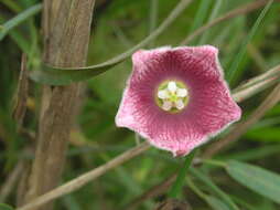 Image of Rosy Milkweed Vine