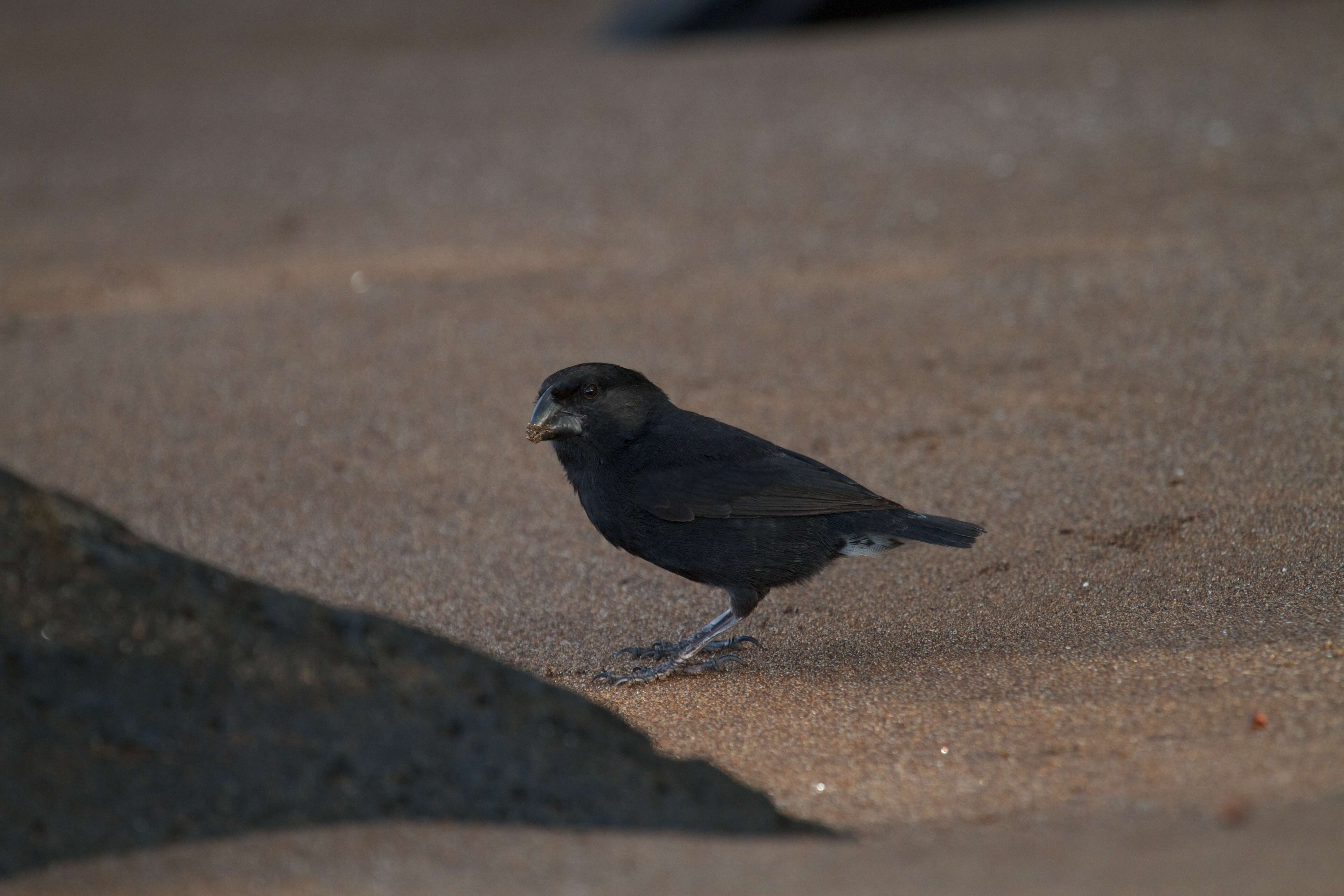 Image of Medium Ground Finch