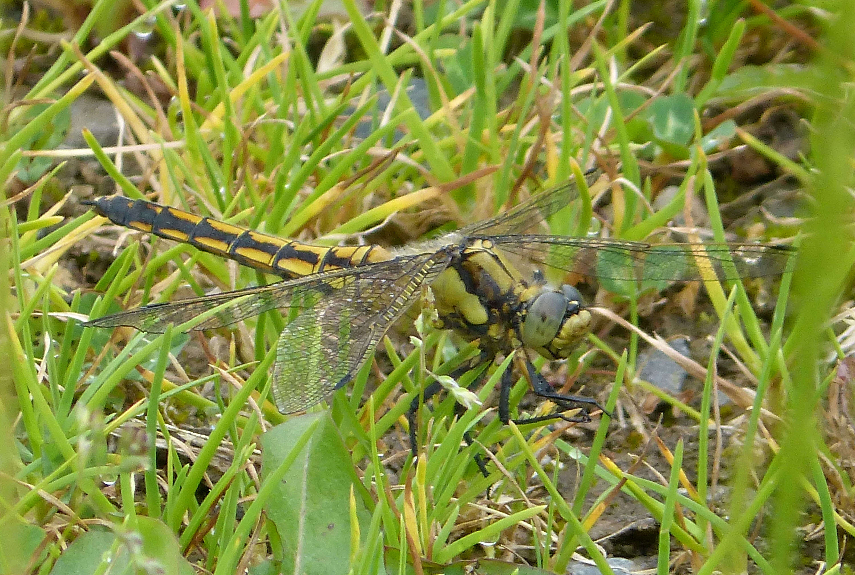 Image of Skimmers (Dragonflies)