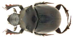 Image of Onthophagus (Phanaeomorphus) gagates Hope 1831