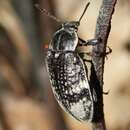 Слика од Lepispilus sulcicollis (Boisduval 1835)