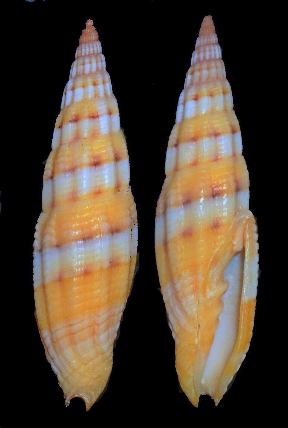 Image of Turbinelloidea Rafinesque 1815