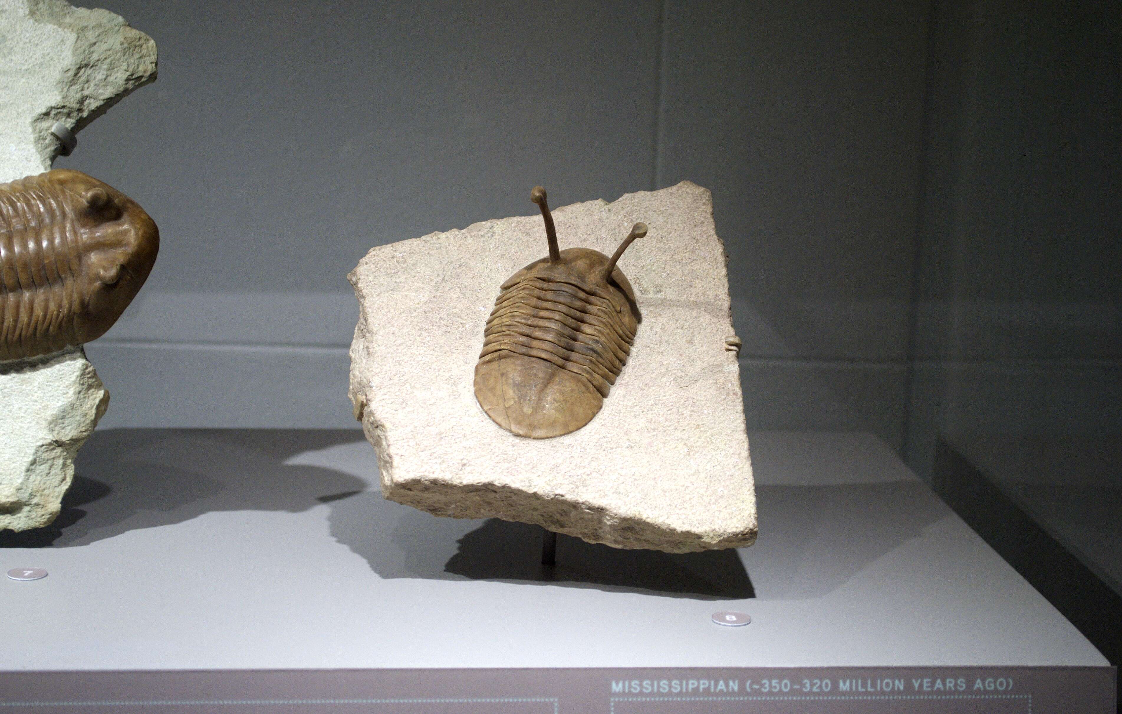 Image of trilobites