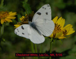 Image of Checkered Whites