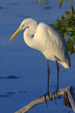 Image of Ardea Linnaeus 1758