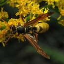 Image of Wasp