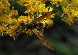 Image of Wasp