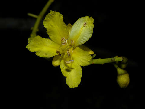 Plancia ëd Schizolobium parahyba (Vell.) S. F. Blake