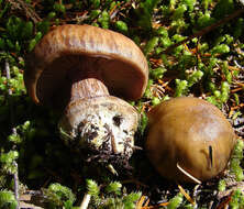 Image of Cortinarius montanus Kauffman 1932