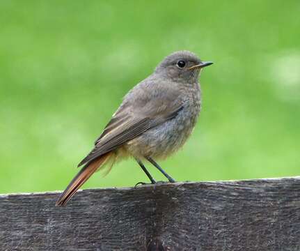 Image of Common Redstart