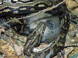 Image of African rock python