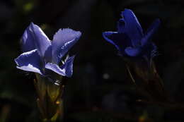 Image of fringed gentian