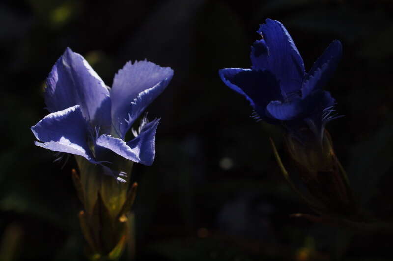 Image of fringed gentian