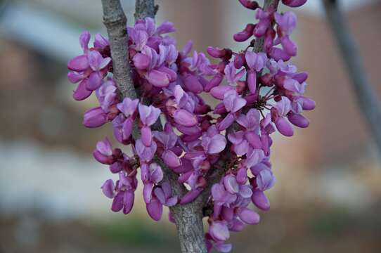 Слика од Cercis