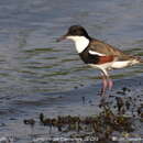 Image of Red-kneed Dotterel