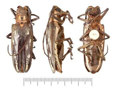 Image of white longhorn beetles