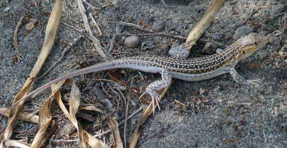 Plancia ëd Acanthodactylus erythrurus (Schinz 1833)