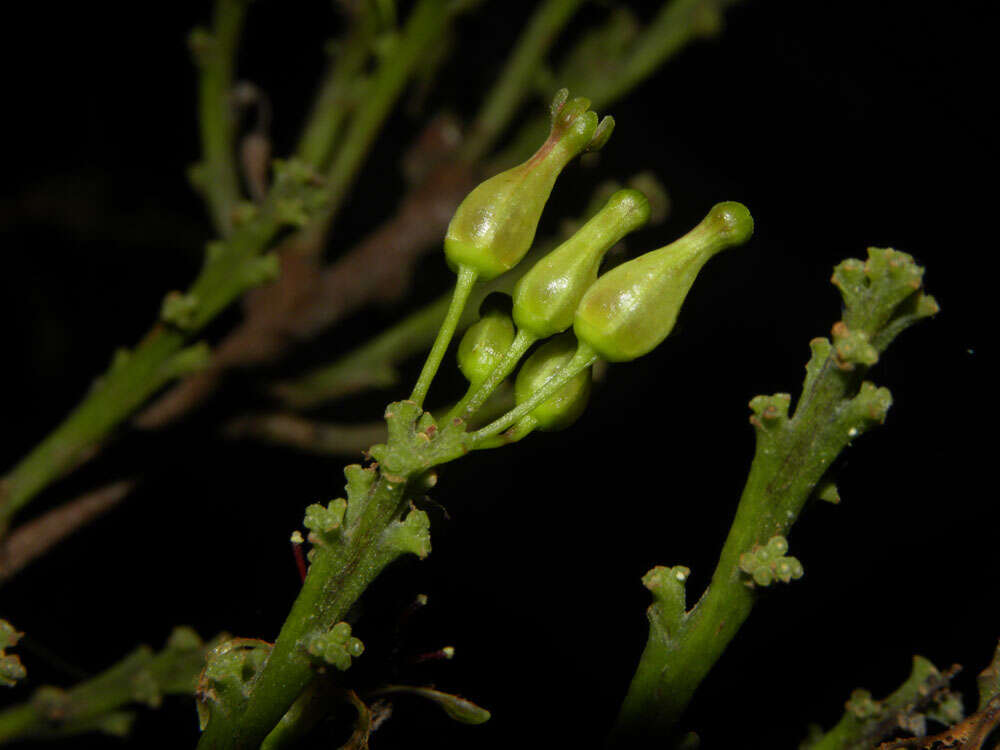 Image of Aptandraceae