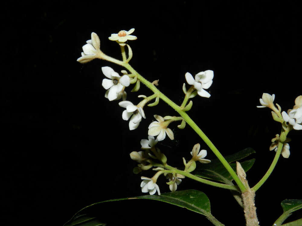 Слика од Pleurothyrium golfodulcense W. Burger & N. Zamora