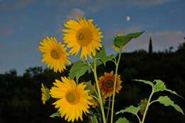 Image of sunflowers