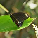 Imagem de <i>Papilio <i>ambrax</i></i> ambrax