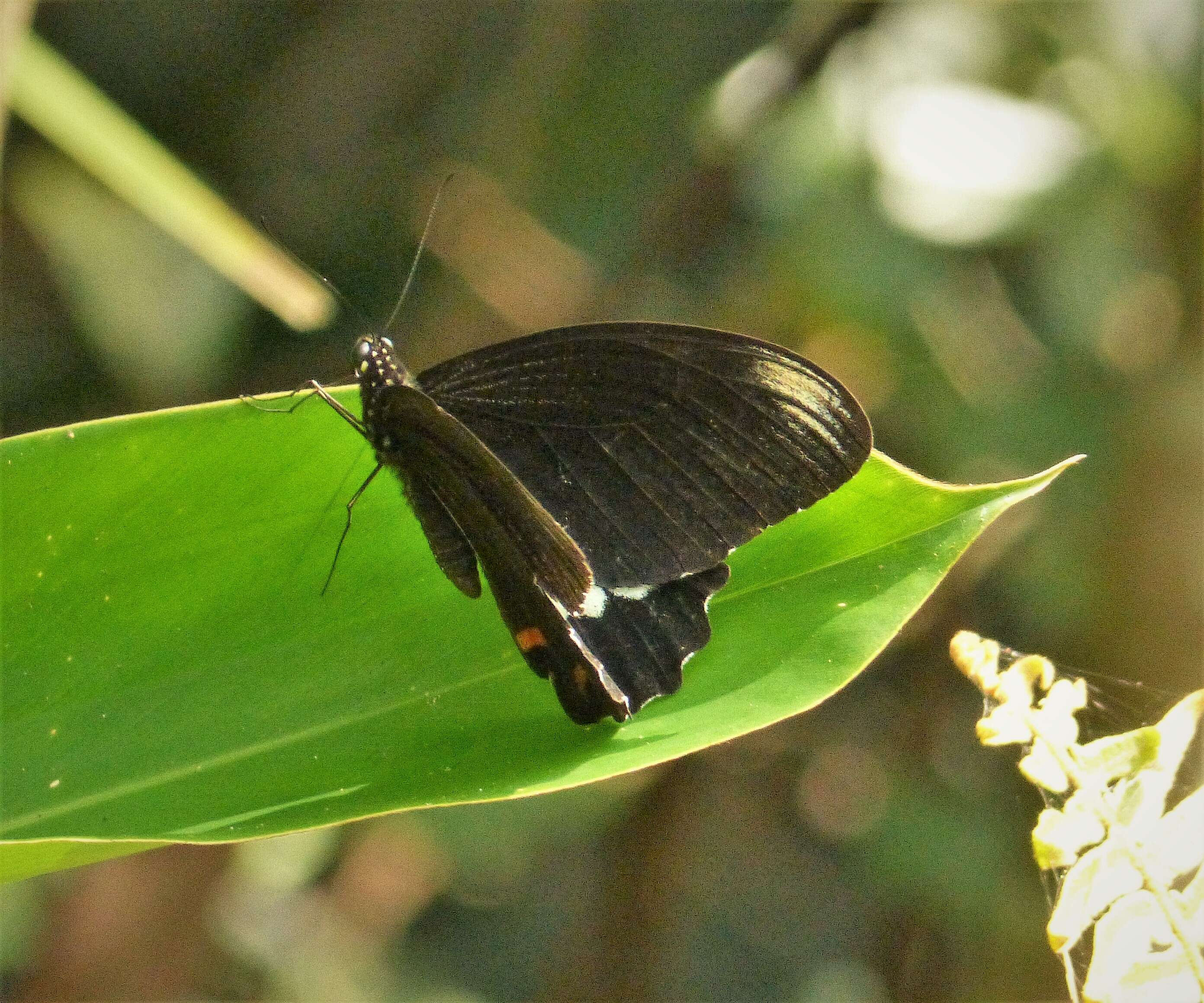 Image of Papilio ambrax Boisduval 1832