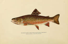 Image of Salvelinus