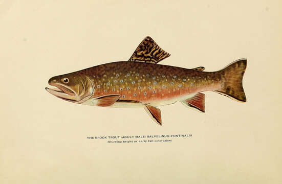 Image of brook trout