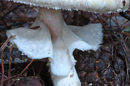 Image of Agaricus