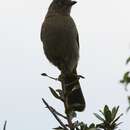 Image of Sombre Bulbul