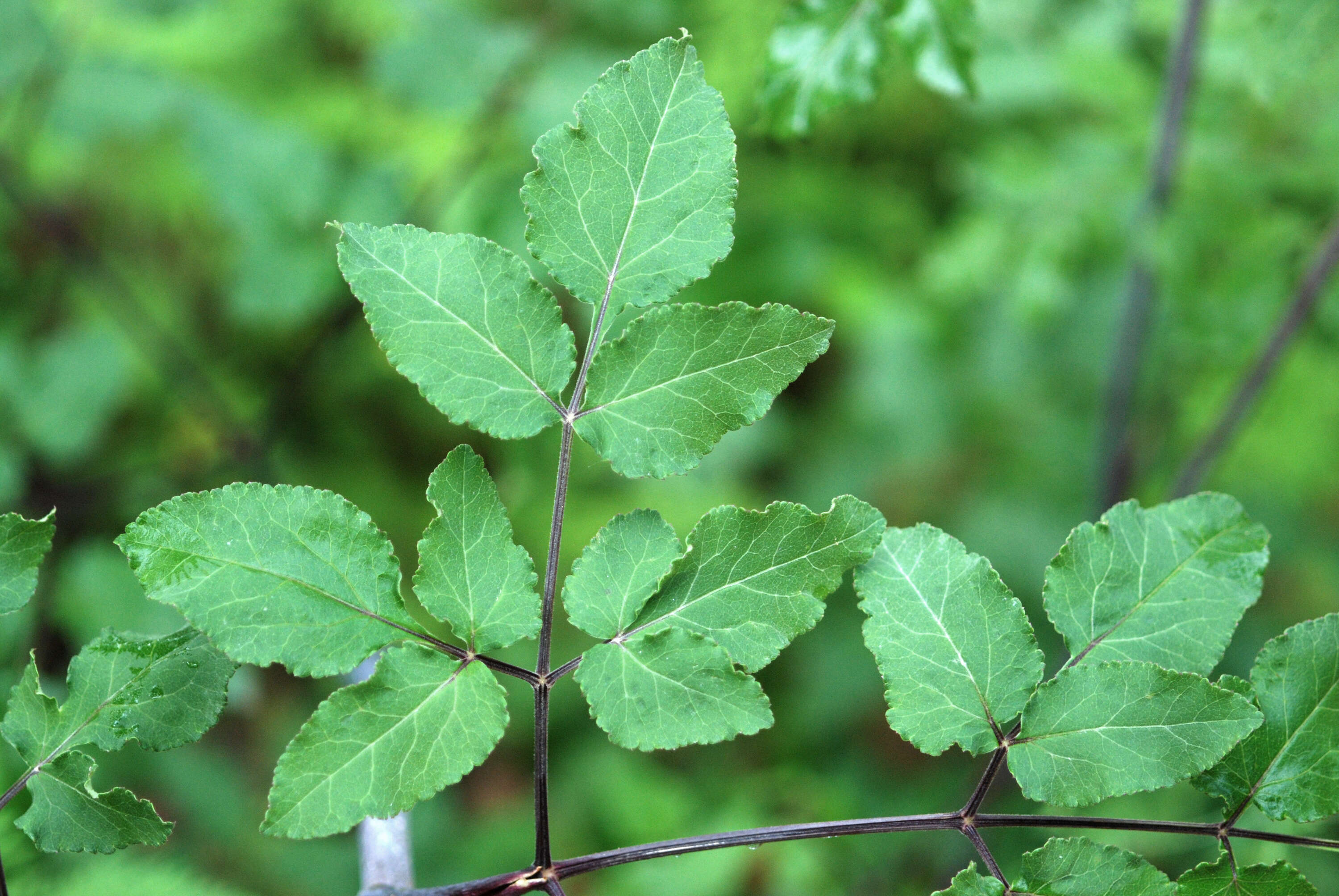 Image of hairy angelica