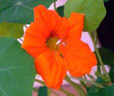 Image of nasturtium