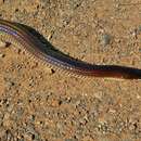 Image of Asian Sunbeam Snake