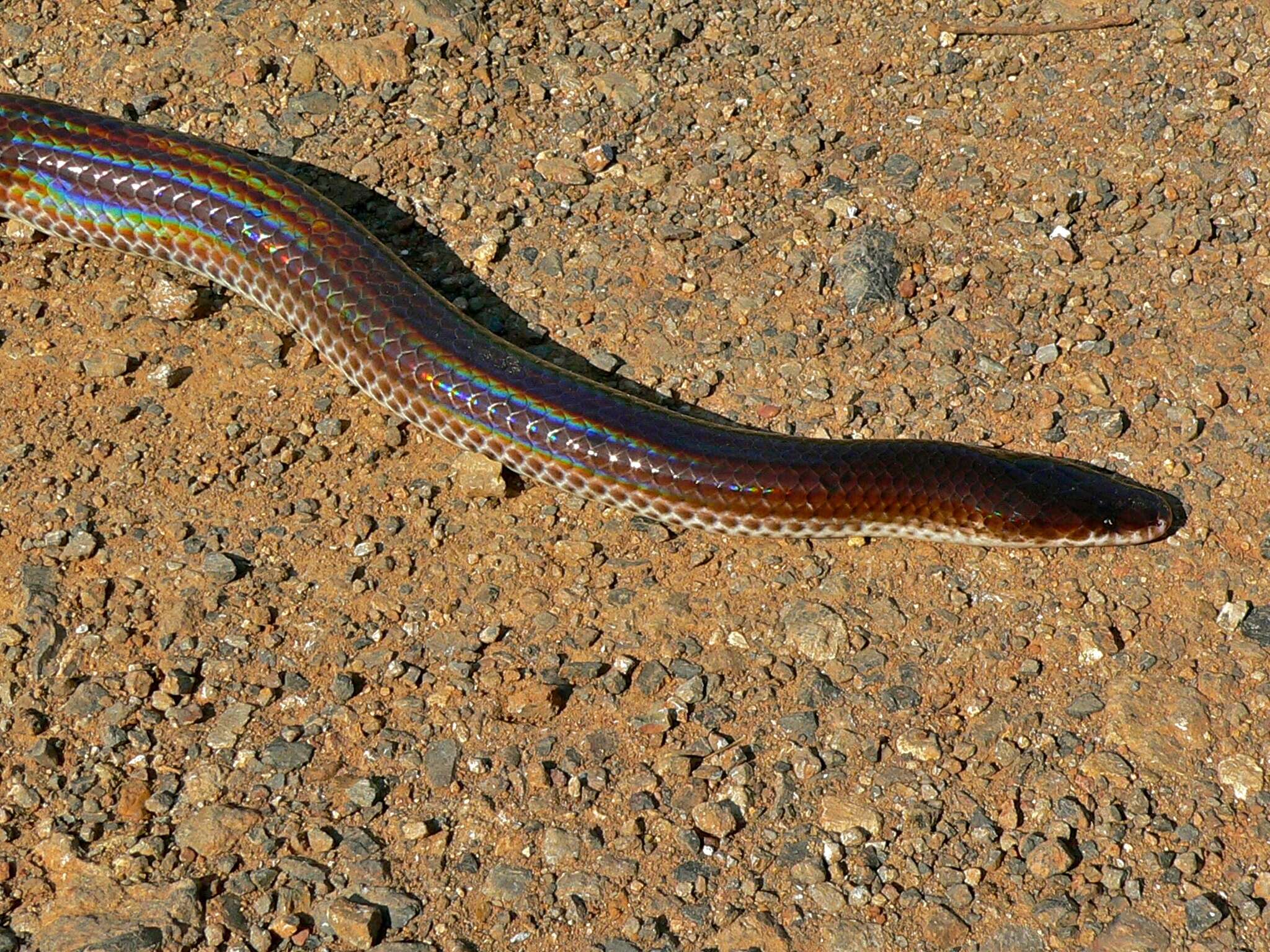 Image of sunbeam snakes