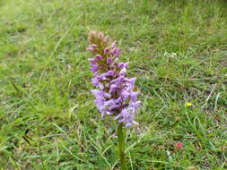 Image of Rein Orchids