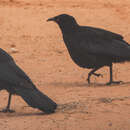 Image of White-winged Chough