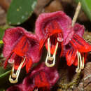 Image of Aeschynanthus tricolor Hook.