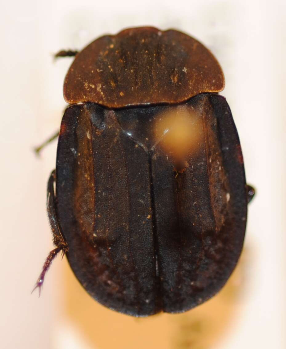 Image of Oiceoptoma