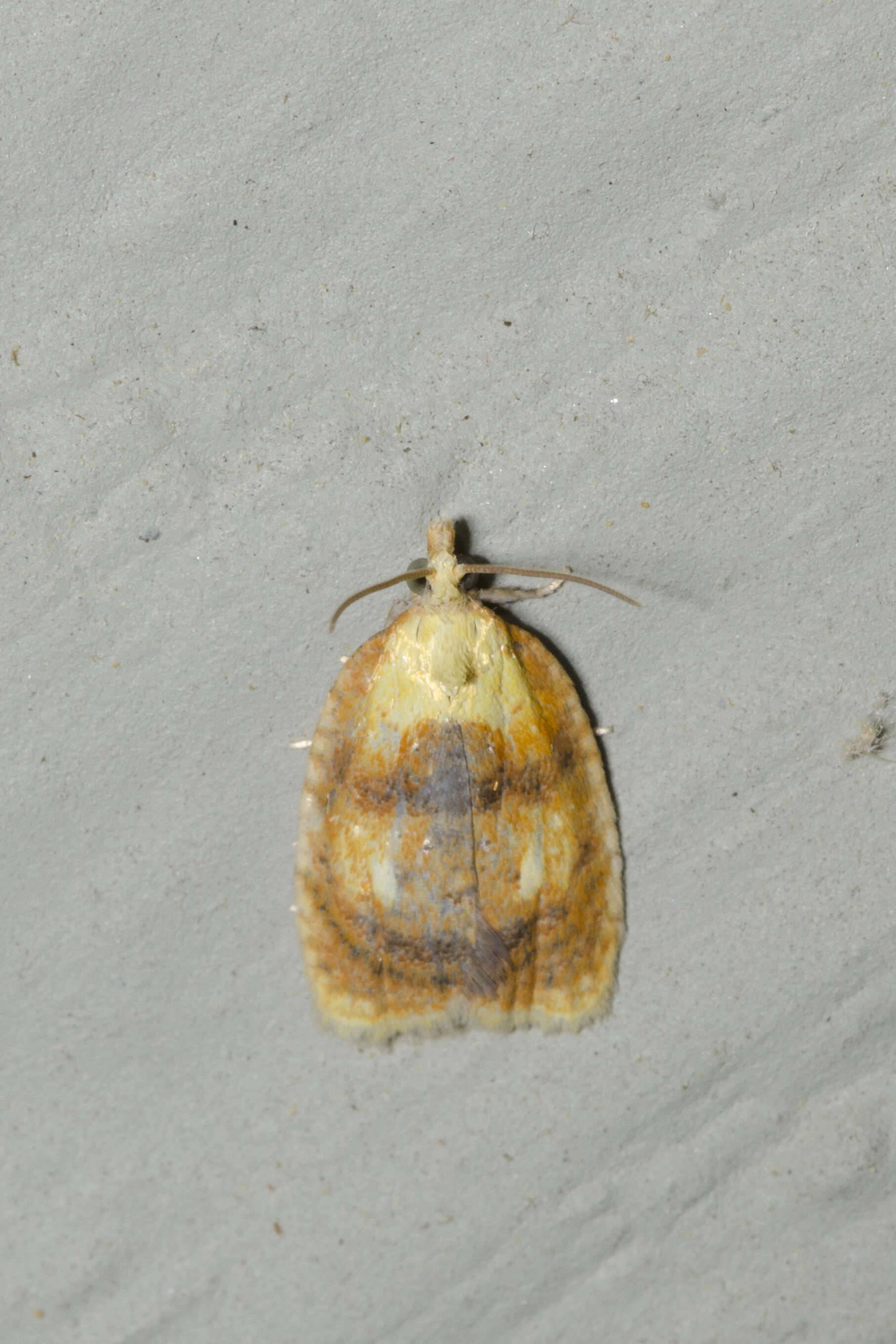 Image of Blueberry Leaftier Moth