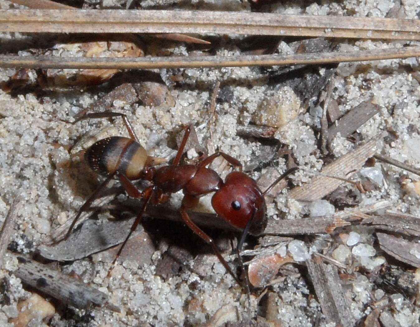 Plancia ëd Camponotus socius Roger 1863