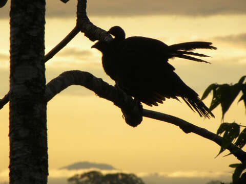 Image of Gray-headed Chachalaca