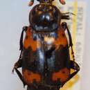 Nicrophorus (Nicrophorus) nepalensis (Hope 1831) resmi