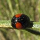 Image of Brachiacantha subfasciata Mulsant 1850